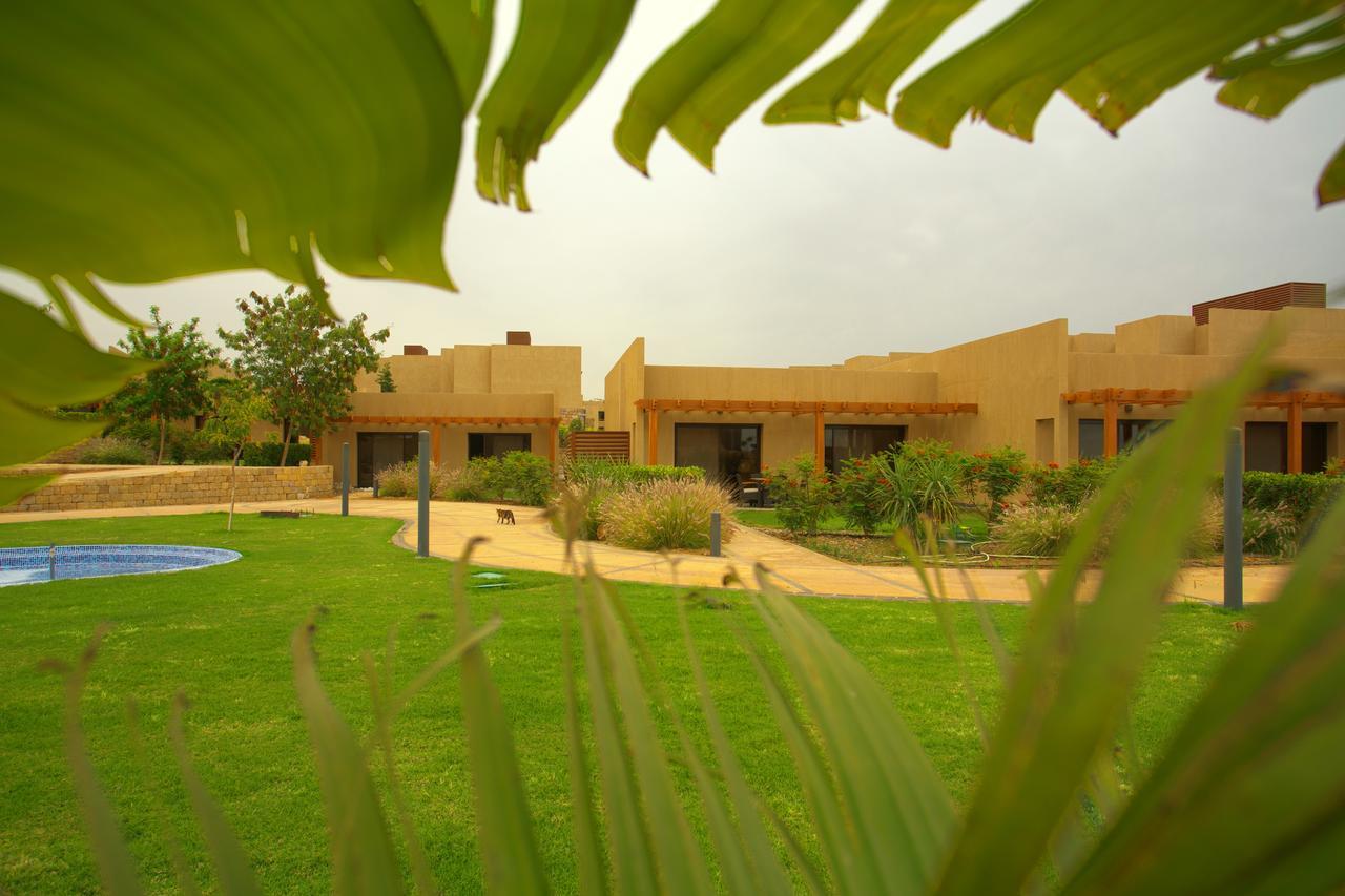 جولدن توليب